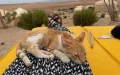Unusual: On their honeymoon in Morocco, they save a cat and bring it back to the USA