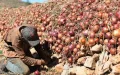 Vegetables: how some countries are gradually turning away from the Moroccan supply