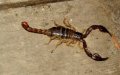 Venomous Creatures Terrorize Fez Medina Residents, Child Hospitalized