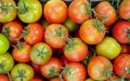 Virus-Laden Tomatoes Spark Agricultural Crisis at Russian Border