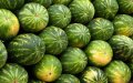 Watermelon Sales Plummet in Morocco Despite Price Drop, Sellers Struggle