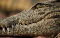 West African Dwarf Crocodiles Relocated from French Zoo to Moroccan Wildlife Park