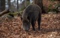 Wild Boar Attack in Morocco Leaves Mother and Child Seriously Injured