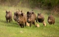 A Wild Boar Attacks 11-Year-Old Ahmed in Charleroi, City Calls in Hunters