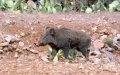 Wild Boar Attacks Surge in Morocco, Residents Demand Action