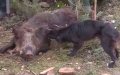 Wild Boars Invade Upscale Rabat Neighborhoods, Alarming Residents