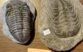 Wild excavations in Morocco: fossils worth thousands of euros blocked by French customs