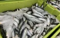 Will Moroccan sardines disappear from French supermarkets?