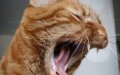 Woman Dies from Rabies in France After Cat Scratch in North Africa