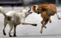 Woman Sues Casablanca Over Vicious Stray Dog Attack, Citing City Negligence