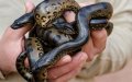 World's Largest Snake Gives Birth to 26 Baby Anacondas at Agadir's Crocoparc