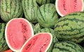 Zagora Province Limits Watermelon Farming Amid Water Crisis