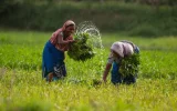 280,000 tonnes in three weeks: Bangladesh rushes to buy Moroccan fertilizers