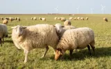 After culling 19,000 sheep, Morocco opens its doors to Romanian livestock farms