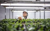 Azura unveils the inner workings of its agricultural empire in Morocco: 24 farms and 500 hectares of tomatoes