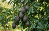 Bigger and more numerous: Moroccan avocados set their sights on Europe