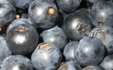Morocco nears 90,000 tonnes of exported blueberries, but success drives prices down
