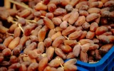 Morocco Turns Off the Tap as Tunisian Dates Seek Buyers Elsewhere