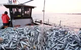 Sardines Move Away as Fuel Prices Soar: Moroccan Fishers Face a Double Trap
