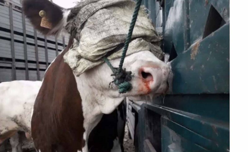 Animal Welfare Groups Expose Alleged Mistreatment of French Cows in Morocco