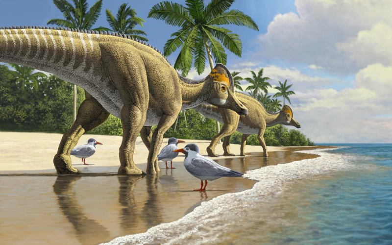 Moroccan Fossil Find Reignites Debate on Dinosaur Extinction