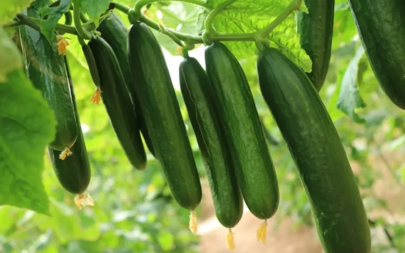 +248% of imports: How Moroccan cucumbers have literally invaded Spain in 10 years