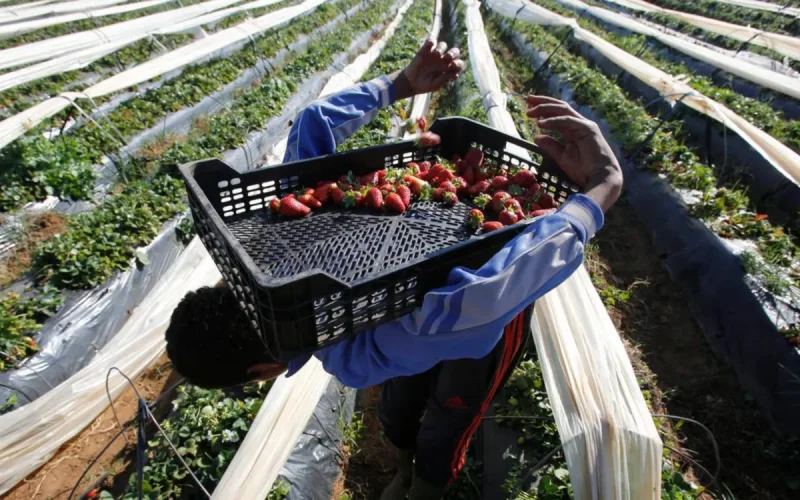 $2.8 billion in Moroccan exports potentially targeted by new European rules