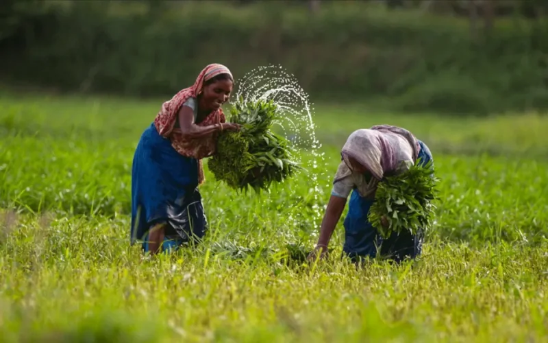 280,000 tonnes in three weeks: Bangladesh rushes to buy Moroccan fertilizers