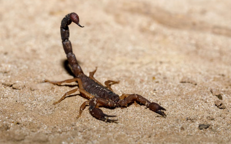 4-Year-Old Dies from Scorpion Sting in Morocco Amid Serum Shortage