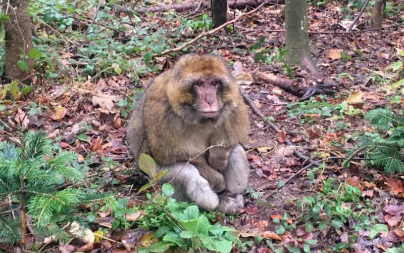 Abandoned, a monkey from Morocco finds refuge thanks to the Amnéville zoo