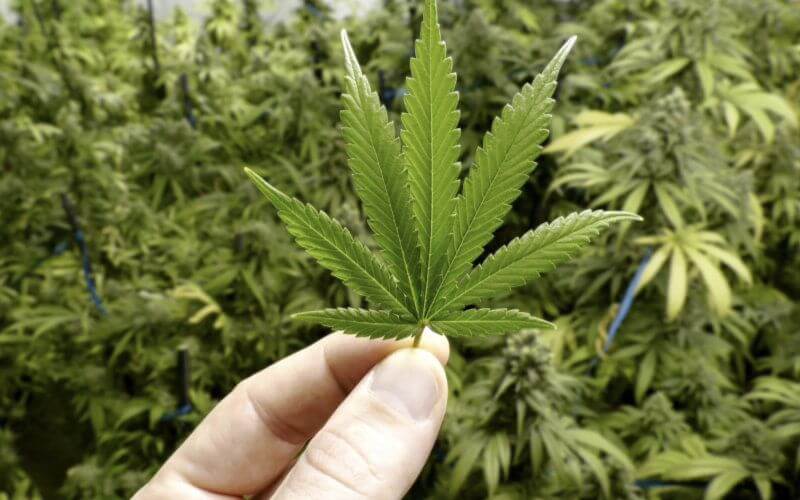 African Nations Eye Cannabis Legalization for Economic and Medical Benefits
