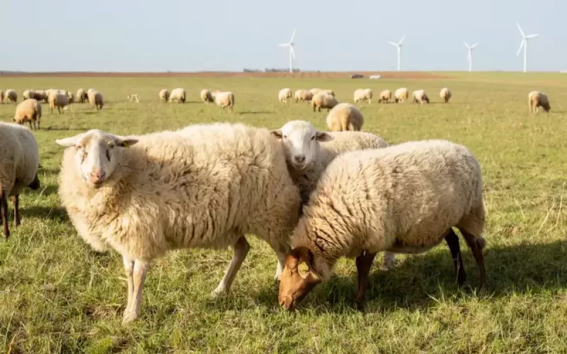 After culling 19,000 sheep, Morocco opens its doors to Romanian livestock farms