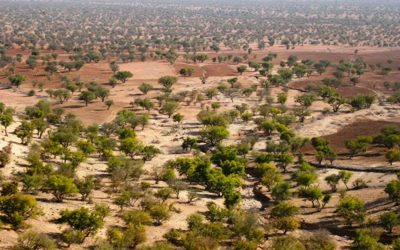 After the Drought, Essaouira's Argan Forest Has Not Returned to Its Former State
