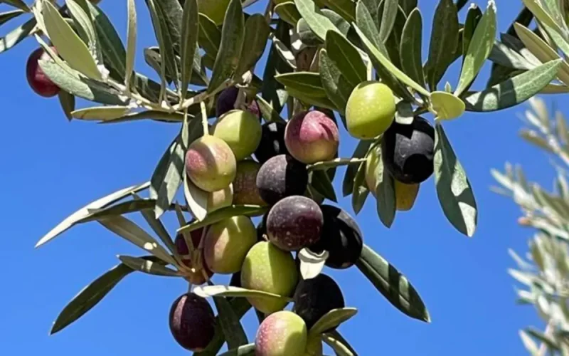 After an exceptional harvest, Morocco could lose 80 million kilos of olive oil
