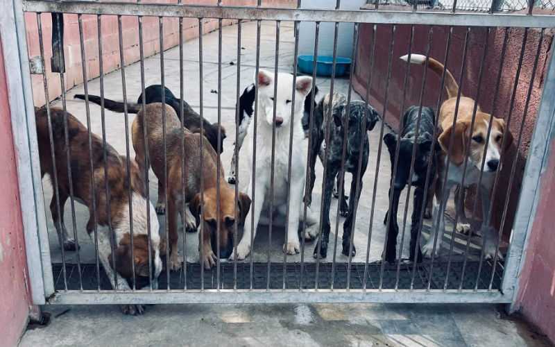 Agadir to Build $1.8 Million Shelter for Stray Dogs and Cats Amid Rising Concerns
