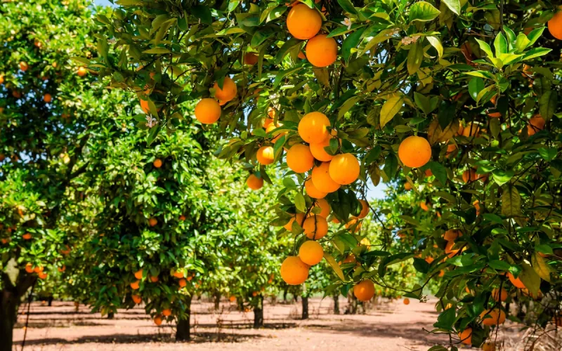 Agri-food: Morocco benefits from the decline of Spain to conquer American tables