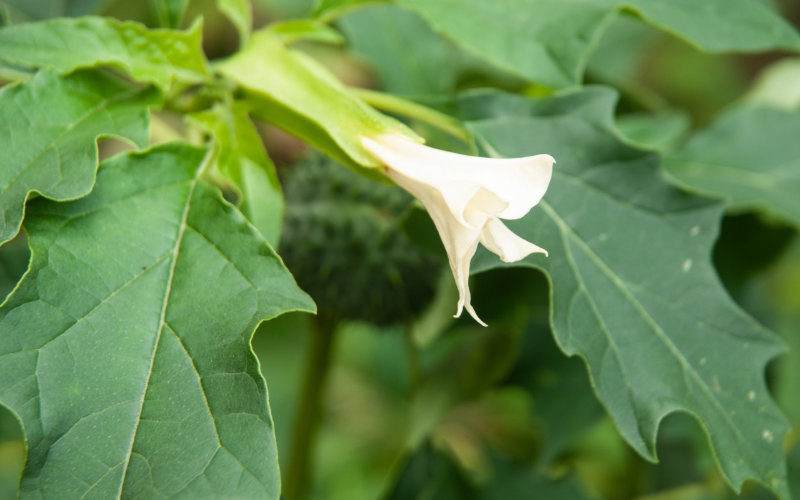 Alarming Rise in Plant Poisonings Prompts Moroccan Health Warning