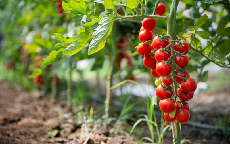 Algeria Launches Massive Tomato Project to Rival European Market Leaders