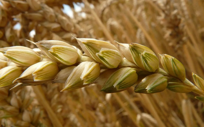 Algeria Set to Surpass Morocco as Africa's Second-Largest Wheat Producer in 2024