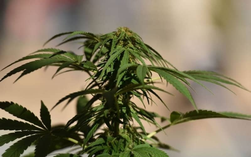 Algerian Official Warns of High-Potency Moroccan Cannabis as Health Threat