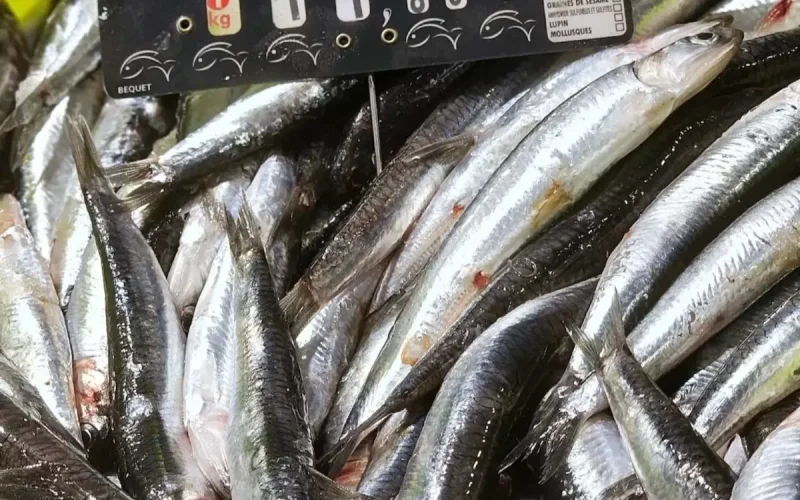 Anchovies from Morocco Trigger a Food Alert in France
