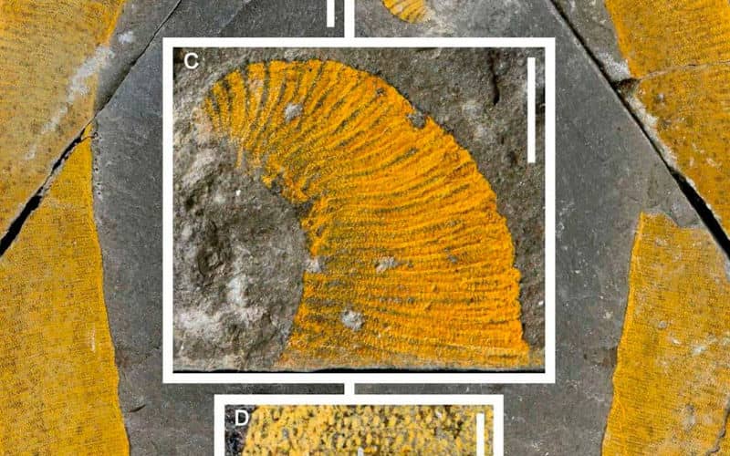 Ancient "Giant" Marine Worm Fossils Unearthed in Morocco's 455-Million-Year-Old Rocks
