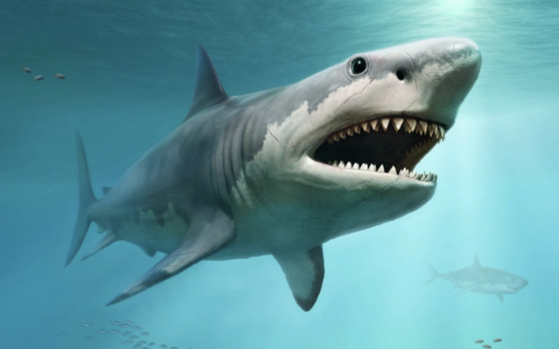 Ancient Megalodon: Massive Prehistoric Shark Dwarfed Modern Great Whites, Fossils Show