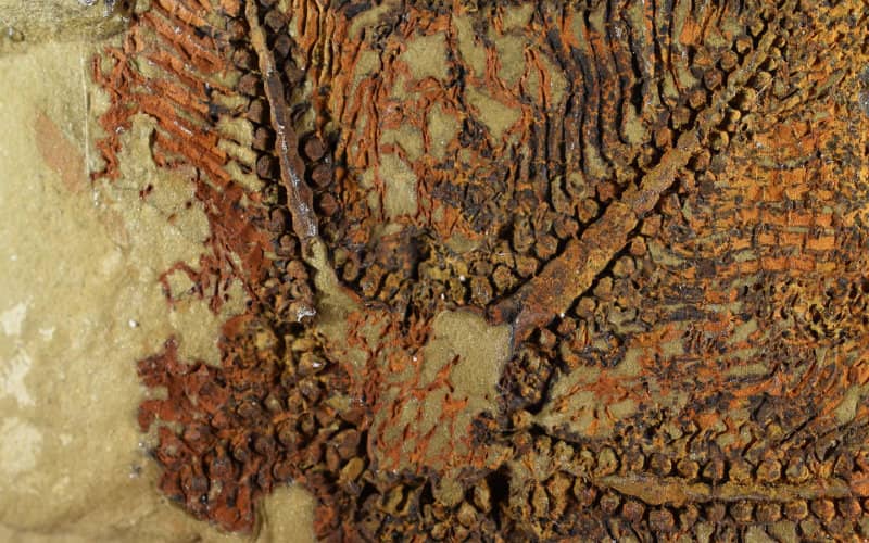 Ancient Starfish Fossil Unearthed in Morocco Sheds Light on Species' Origins