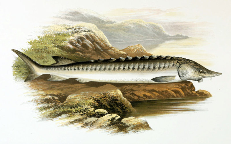 Ancient Sturgeon Fossil Unearthed in Morocco: First Discovery in Africa