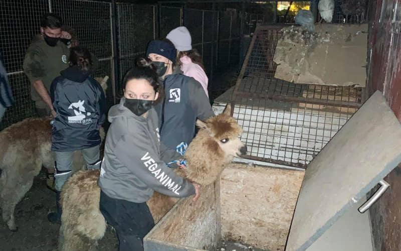 Animal Abuse Uncovered at Belgian Koranic School Farm, Dozens Rescued