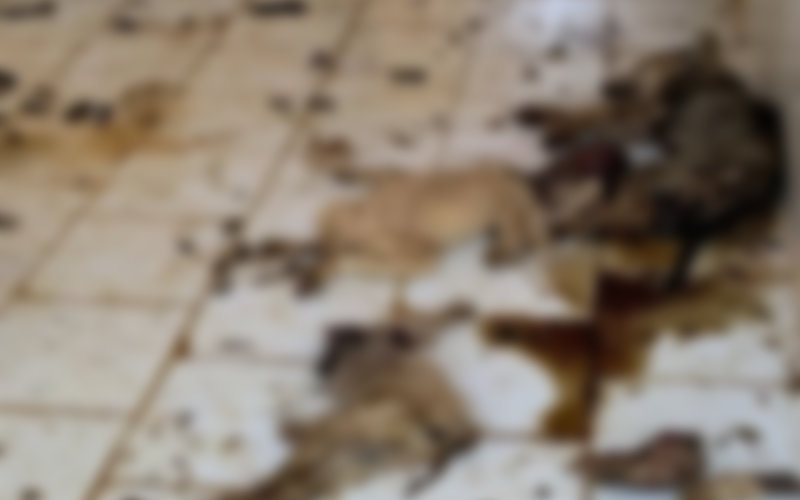 Animal Welfare Group Investigates Shocking Conditions at Moroccan Dog Shelter