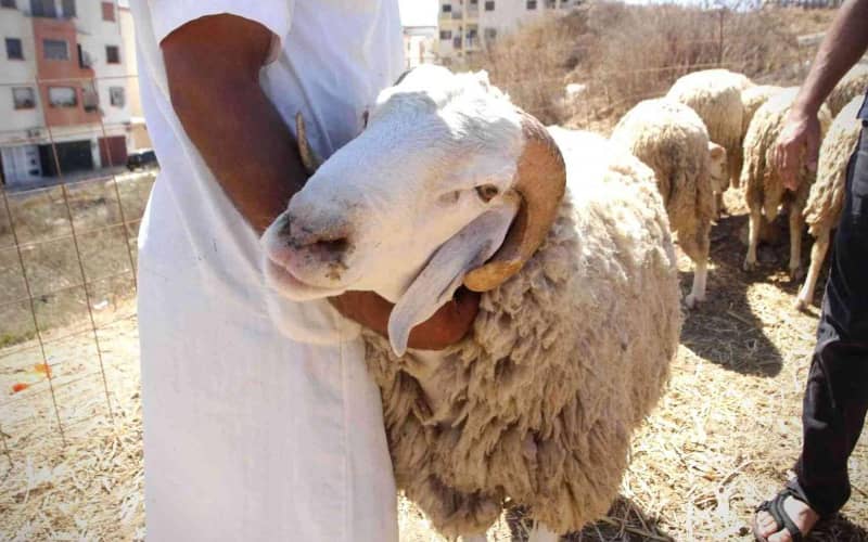 Archbishop of Rabat Extends Eid Al Adha Greetings, Promotes Interfaith Unity in Morocco
