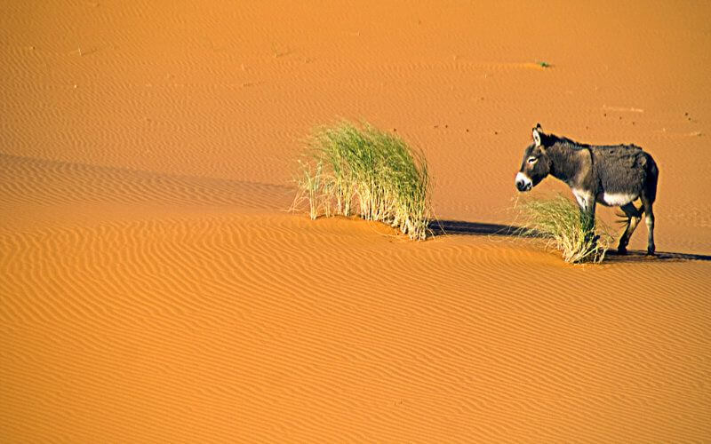 Morocco Braces for Scorching Heat Wave as Temperatures Soar Above 40°C