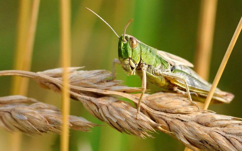 Locust Swarms Threaten Morocco as UN Warns of North African Invasion